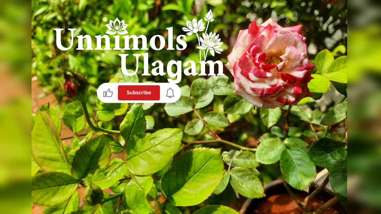 ദൈവം 3 വരം തരാമെന്നു പറഞ്ഞാൽ നിങ്ങൾ എന്തൊക്കെ ചോദിക്കും..?!🥰🙏