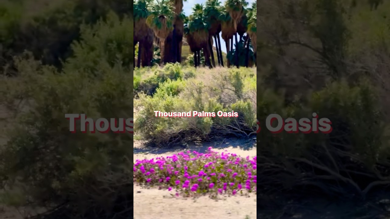 🌴🌴 Thousand Palms Oasis | Coachella Valley Preserve ☀️ Palm Springs California
