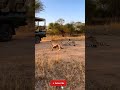 Unexpected Safari! 🐆🚗 Watch these majestic Cheetahs chilling and playing🐾#Cheetah #Wildlife #AIVideo
