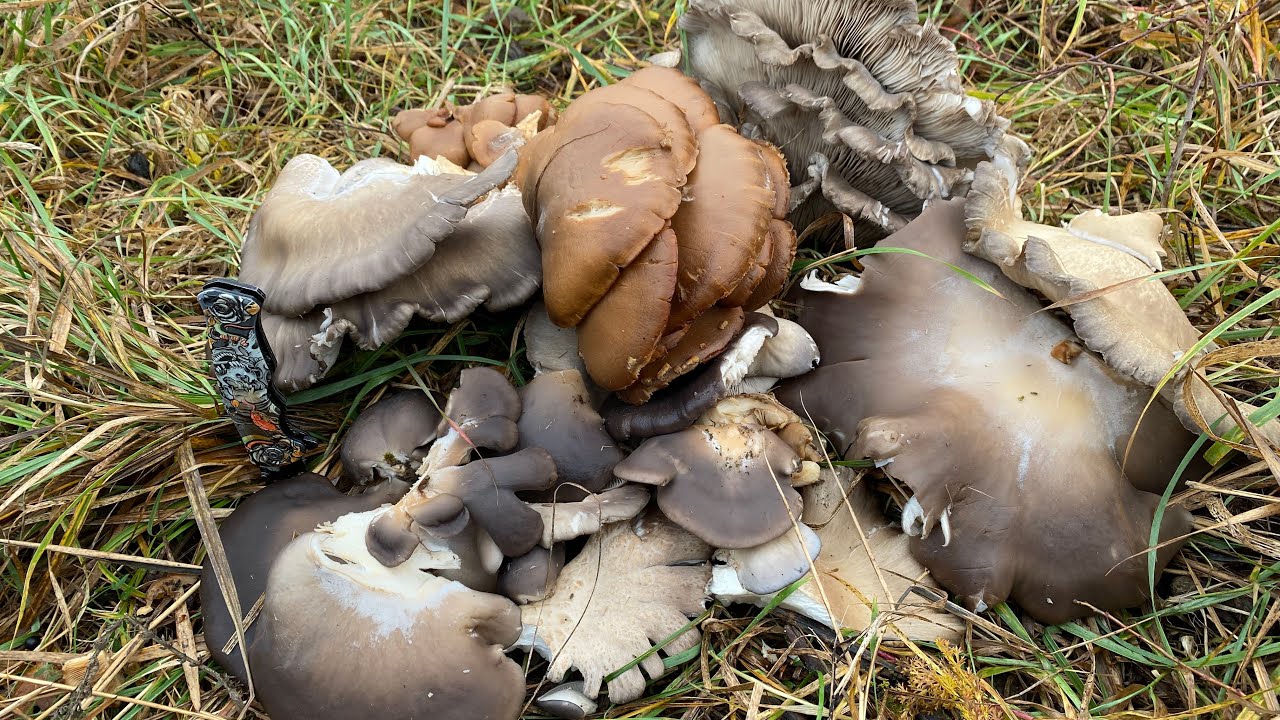 Собираем вешенку на тополе и орехе. 4,5 кг с двух деревьев! И снова ...