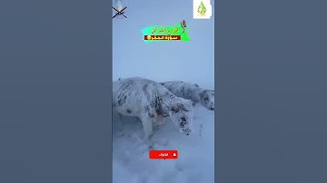 ربما يود الذين كفروا لو كانوا مسلمين || هزاع البلوشي سورة الحجر قران كريم #قرآن #هزاع_البلوشي