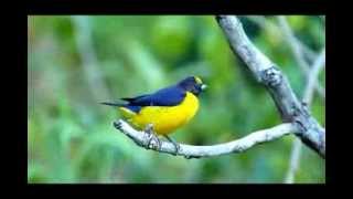 Adult Male Cravat  Not Semp See Description Below