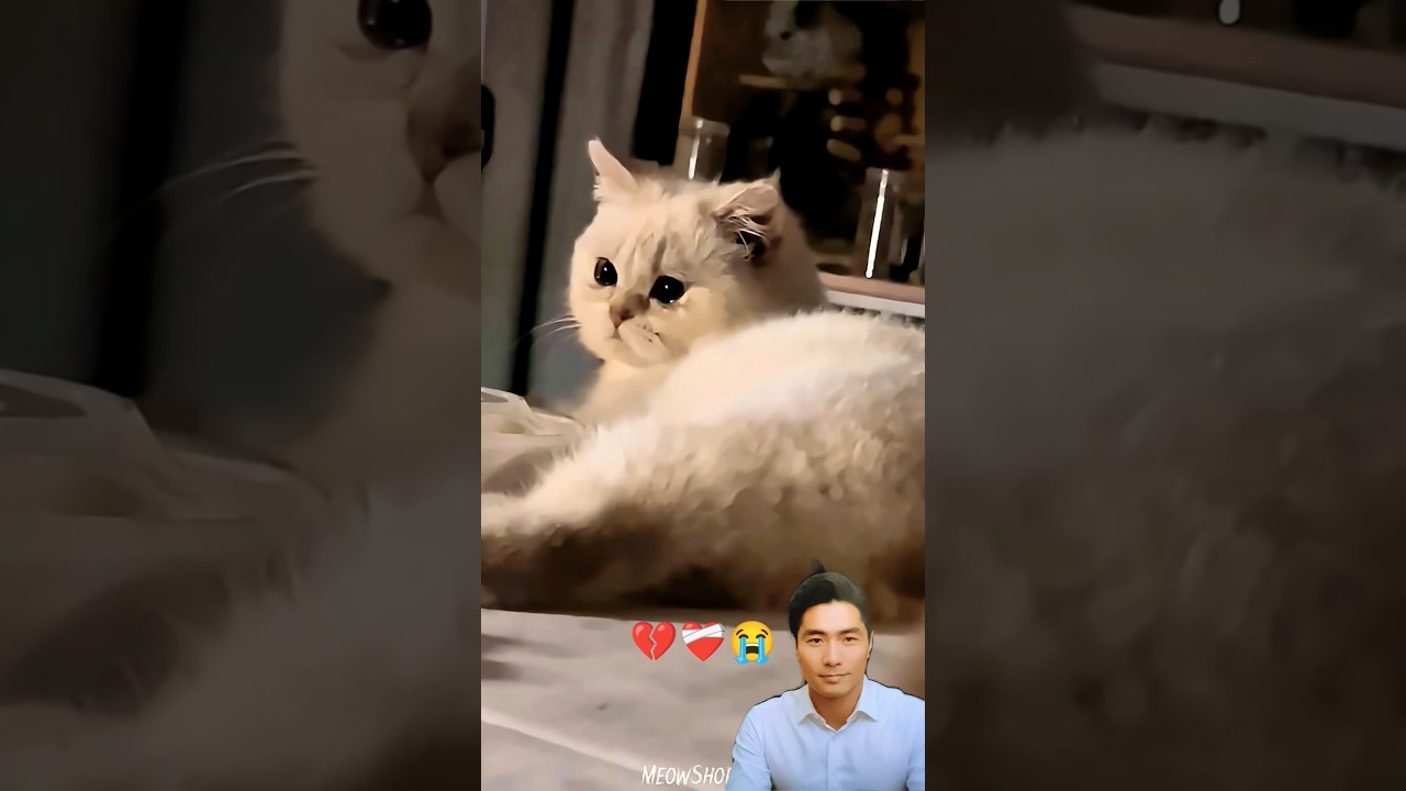 Very expressive kitten 😭💔😭 