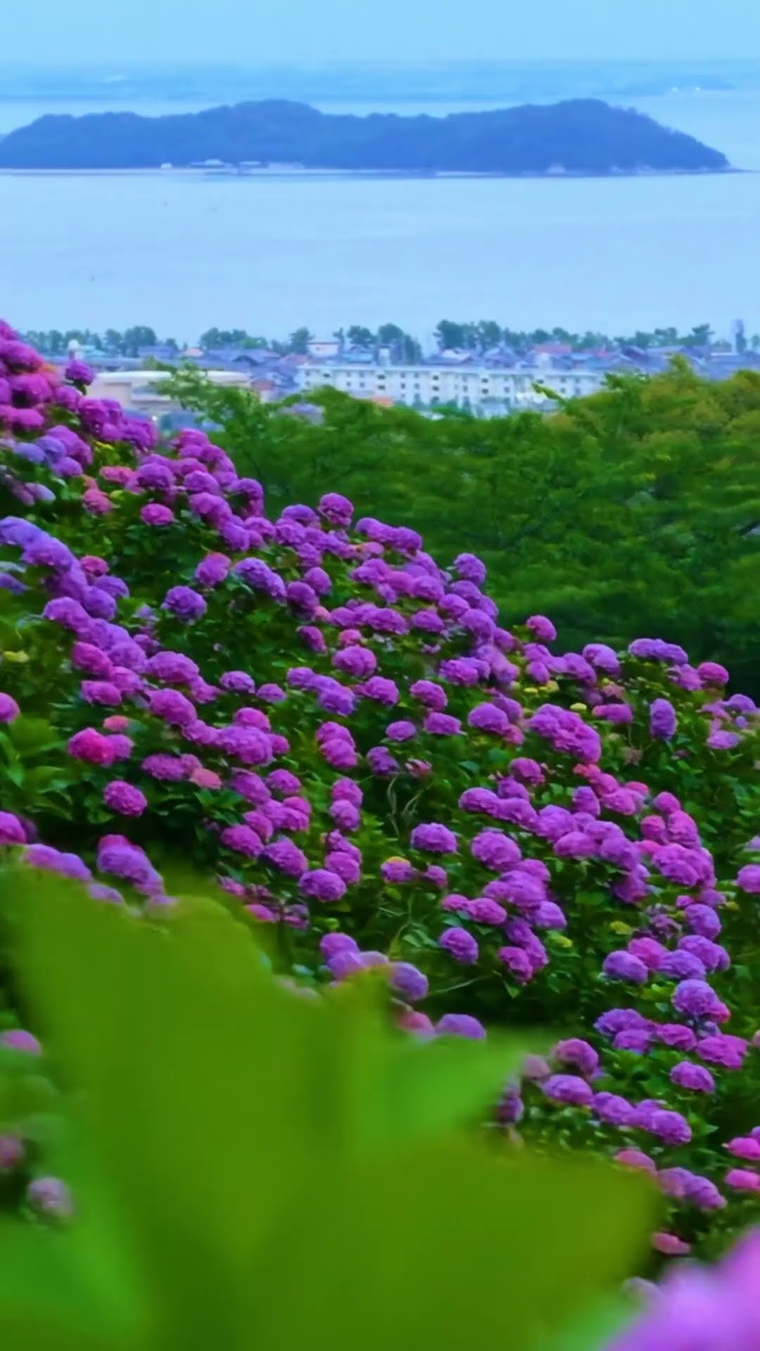 色とりどりの紫陽花が咲き誇る、形原温泉あじさいの里 Hydrangea
