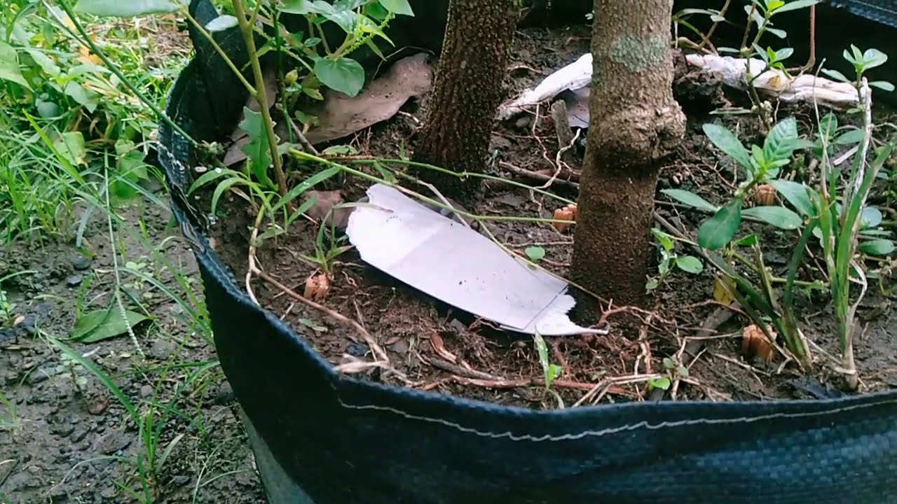 cara mudah dan murah membuahkan pohon kelengkeng kateki