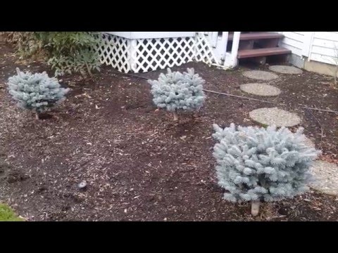Видео: Смърч джудже (24 снимки): изберете малки сортове син смърч за градината, устойчив на замръзване нисък канадски смърч и декоративен сръбски