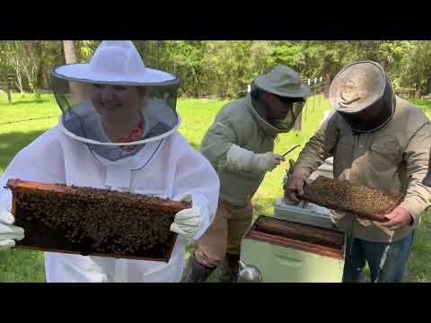 New Queen Cell, Bee School 2023