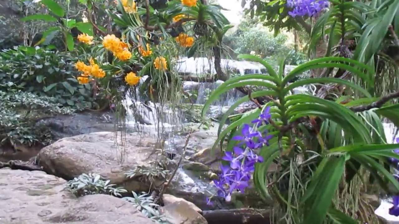WaterFall Orchids 