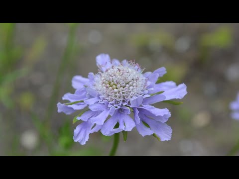 心のうた／ぶん・いとう（o: 堀江美都子）