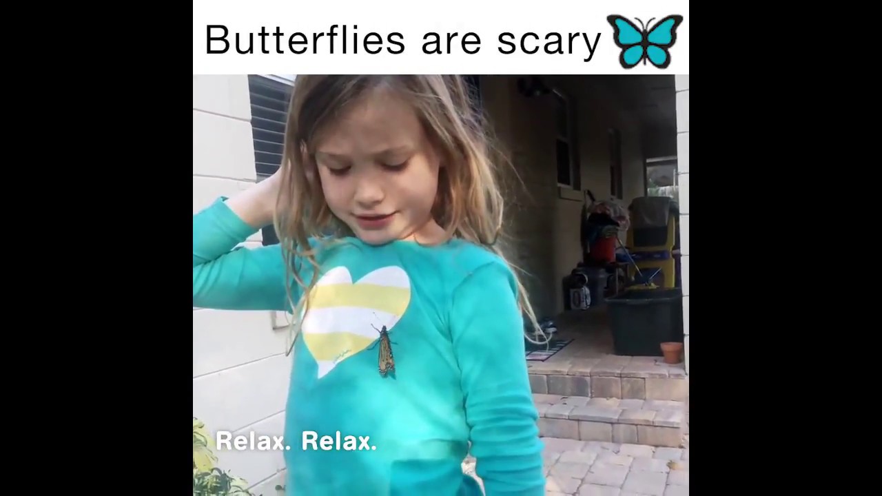 Butterflies are Scary YouTube