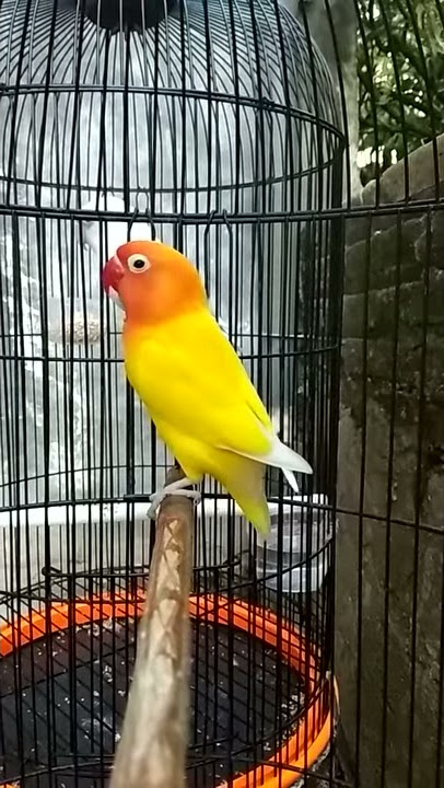Lutino ngekek panjang
