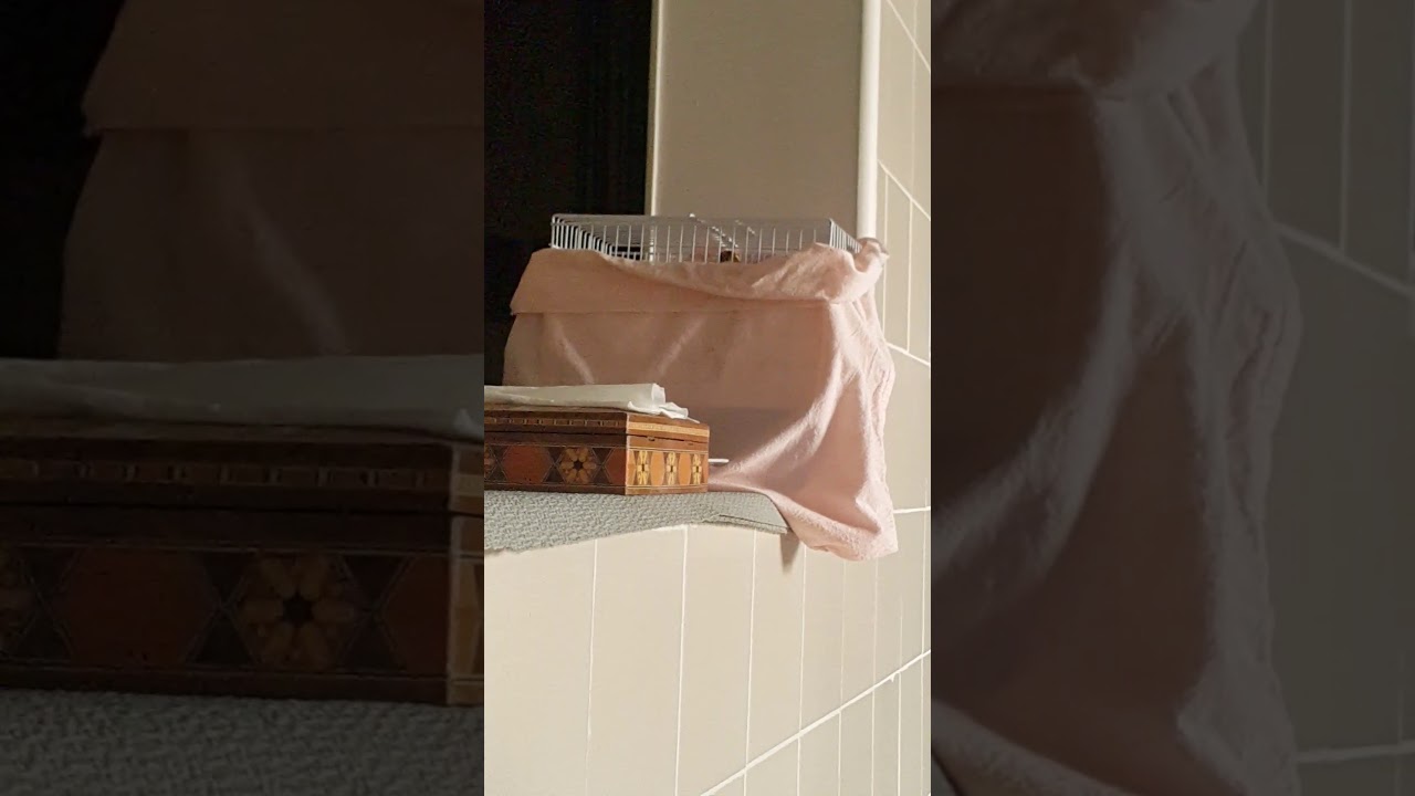 بندوق عطر الصباح لغة شامية / البندوق عطر /