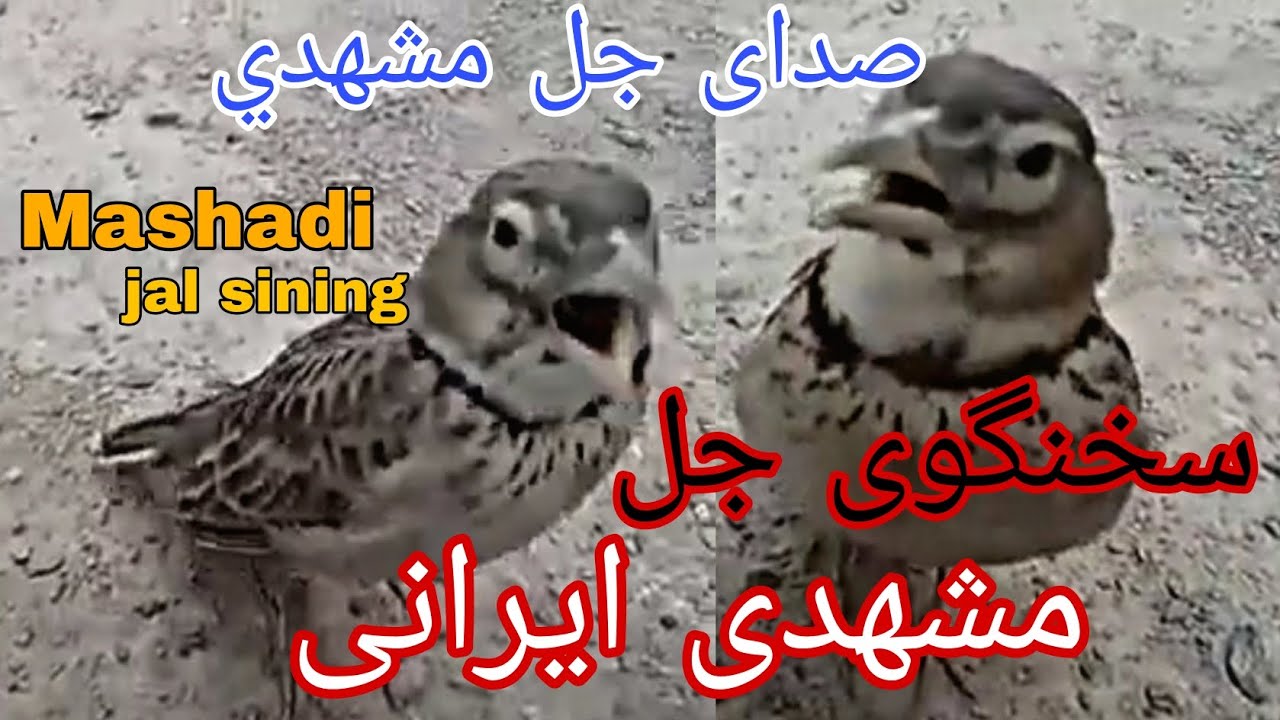 طرقه سخنگوی جل مشهدی ایرانی  / صدای جل مشهدي ماشالله چوچه جل ایرانی Mashadi Jal Singing Irani jal