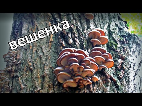 Как растет вешенка/грибы вешенки на дереве/oyster mushroom