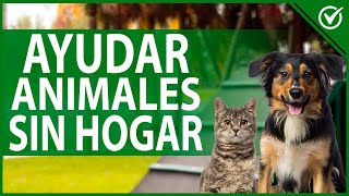 Cómo Ayudar a los Animales Abandonados o sin Hogar