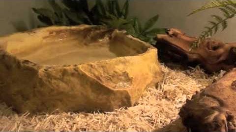 Ball Python Care:Part 1- Terrarium Set-up