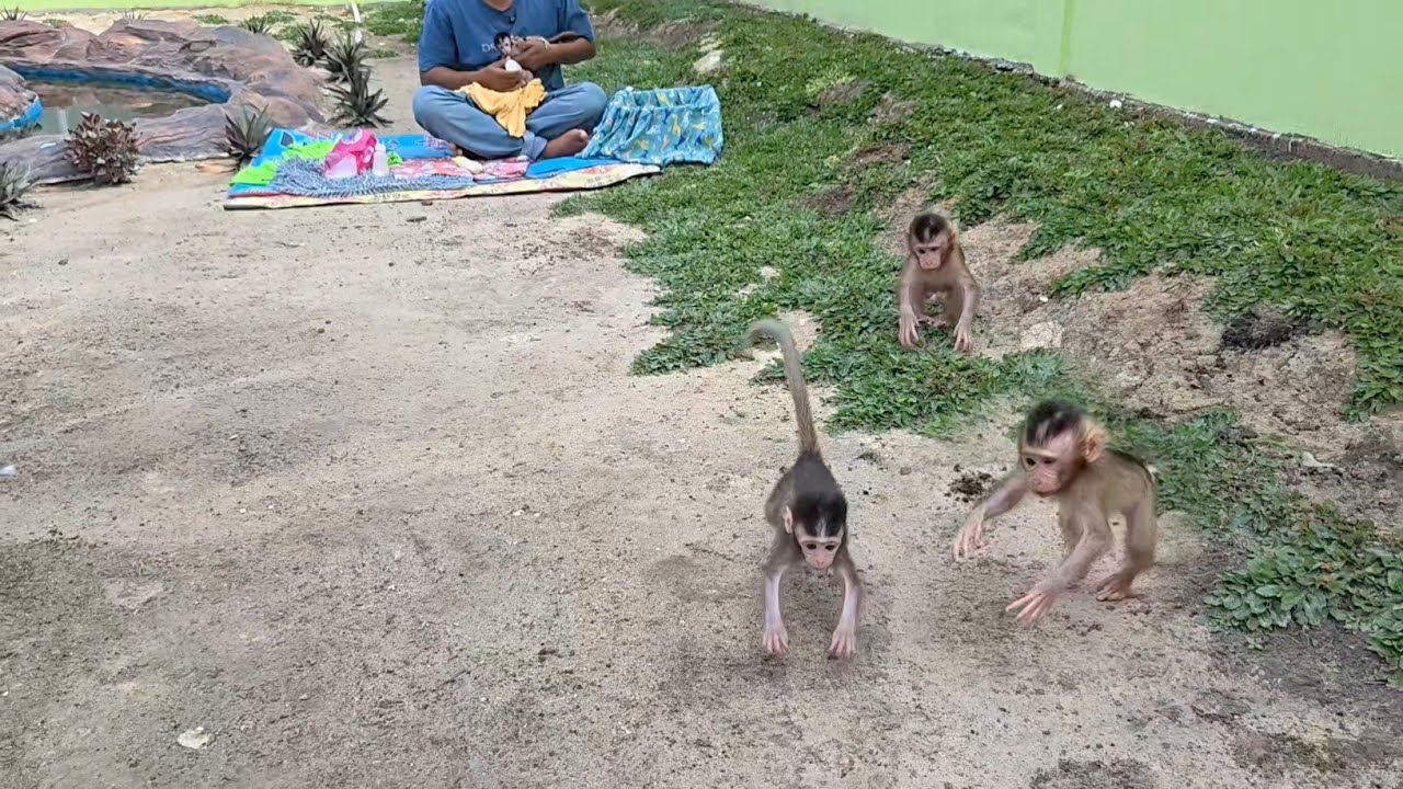 Strange, like a frog😅😂🤣Maya runs and jumps like a frog