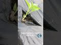 Fast Field Setup: DaringFish Micro-Spray Tape Installation Guide#microirrigation  #farmtech