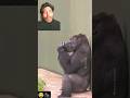 Funny Gorilla 🦍😂 #shorts #gorilla #funnyanimals #viralshorts #animalshorts