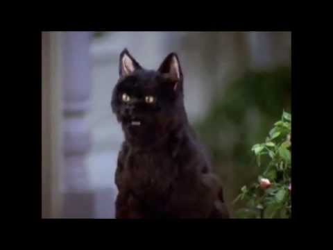 Cómo se llama el gato de Sabrina (IT)?