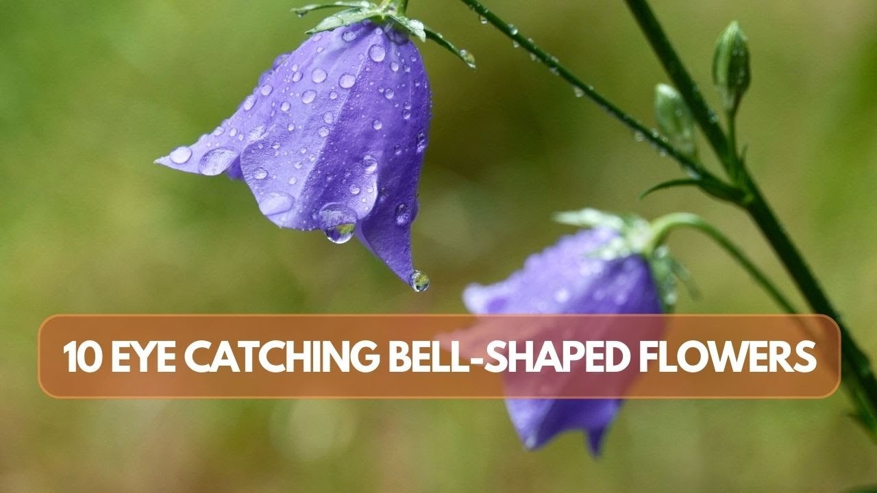 Ring in the Beauty: Top 12 Bell-Shaped Garden Flowers - YouTube
