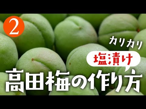 02 カリカリ梅の王様 高田梅 塩漬け の作り方 Youtube