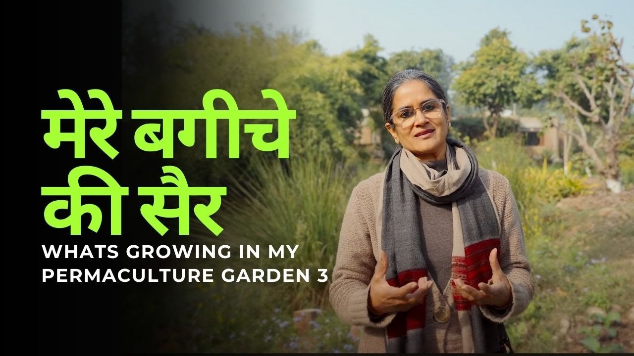 मेरे बगीचे की सैर - 3 |  Whats growing in my permaculture garden #permaculturefarm #foodforests