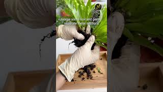 EASY WAY TO PROPAGATEBIRDS NEST FERN plants houseplant viral gardening indoorplanting garden