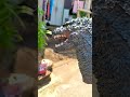 Godzilla vs T-Rex