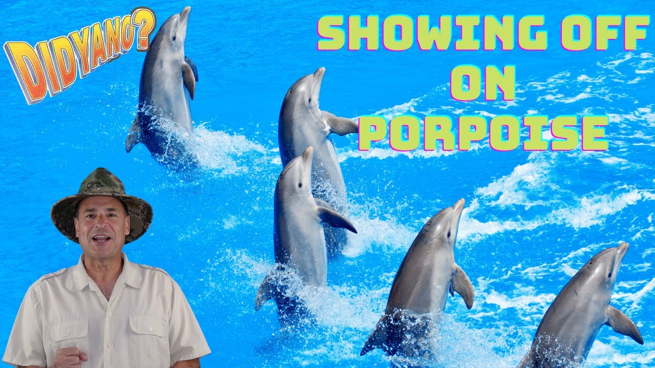 Dolphin Facts for Kids and a lot of Fun Too! And of course a Joke or Two!
