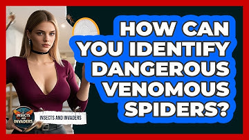 How Can You Identify Dangerous Venomous Spiders? - Insects and Invaders