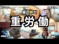 【閲覧注意】猫の朝のルーティンが重労働すぎるww【猫ミーム】