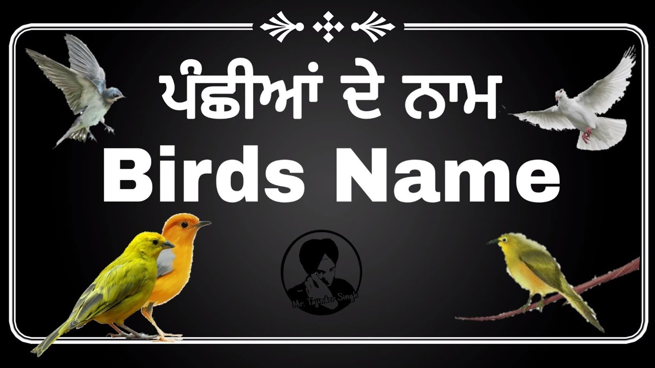 Birds name Punjabi and English ਪੰਛੀਆਂ ਦੇ ਨਾਮ ਪੰਜਾਬੀ ਤੋਂ ਅੰਗਰੇਜ਼ੀ