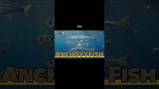 ANCHOVY FISH USED FOR OMEGA 3 #ocean #usa #fish #sea #seafish #seafood #india #philippines