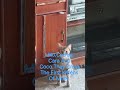 The House Is Full Of Feline Characters. #fypviral #hospitalityindustry #amazing #petshub #petworld.