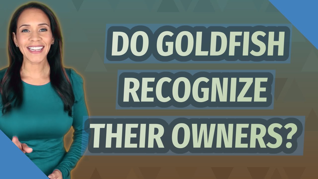 Do Goldfish Recognize Their Owners?