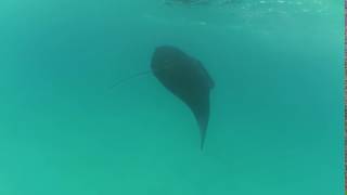 Манта снорклинг Manta ray snorkeling