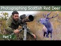 Scottish RED DEER RUT Part 2: Roaring Monsters | Wildlife Photography | Nikon Z7 + 500mm PF