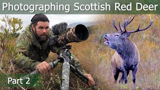 Scottish RED DEER RUT Part 2: Roaring Monsters | Wildlife Photography | Nikon Z7 + 500mm PF