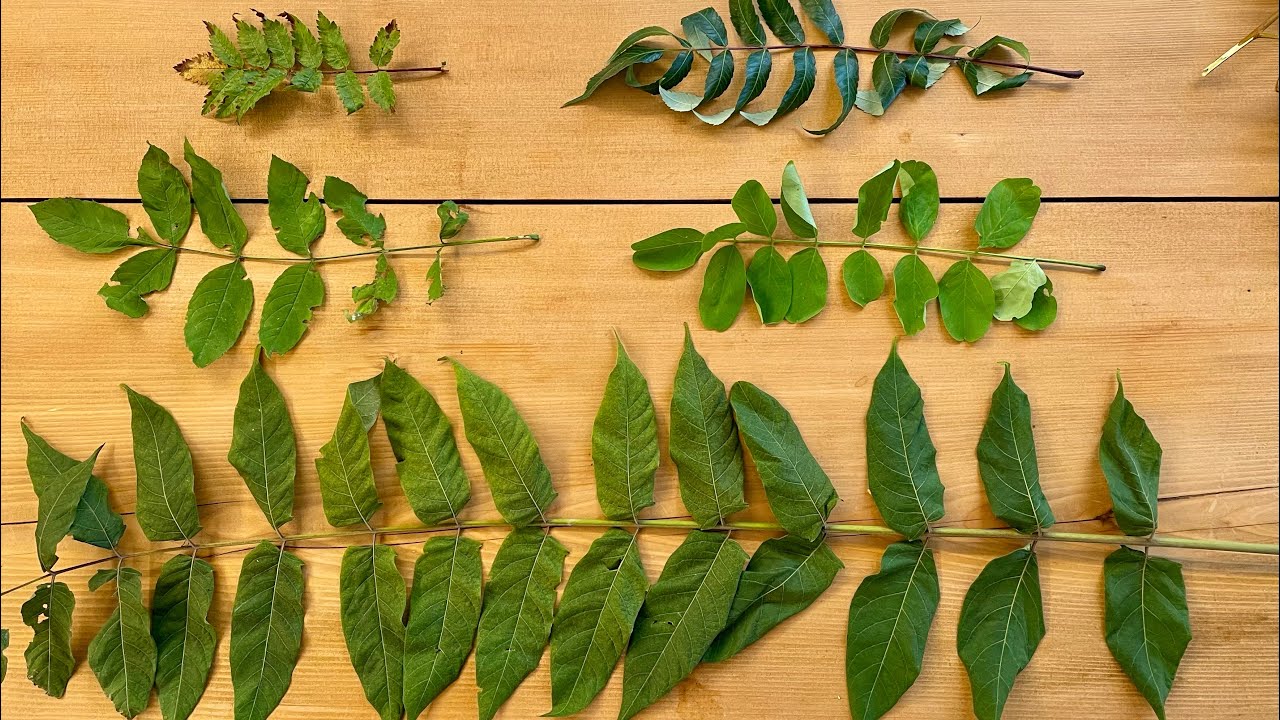 Der Götterbaum Ailanthus altissima