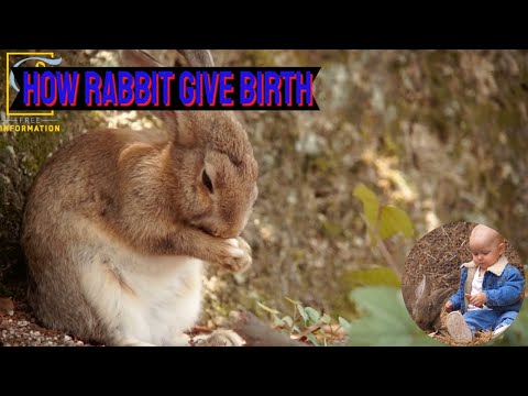 تصویری: کرم های گرد در Chinchillas