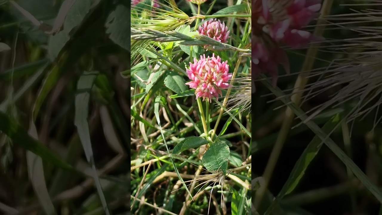 Trifolium hybridum