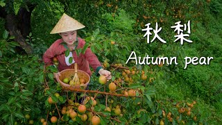 Download Lagu Plateau Autumn Pears — Nature’s Gift of Smoothness, Time’s Brew of Sweetness【滇西小哥】 MP3 Download Lagu Plateau Autumn Pears — Nature’s Gift of Smoothness, Time’s Brew of Sweetness【滇西小哥】 MP3