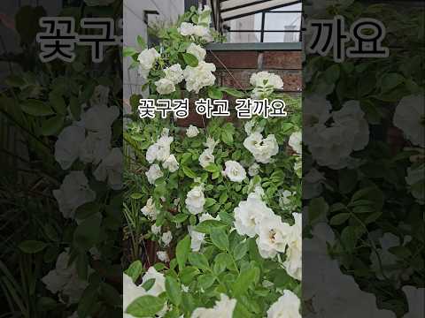 지나가는 길에 너무 예뻐서 찍어봤어요!잠깐 꽃감상 하고가요#꽃#봄꽃#봄#힐링#꽃구경