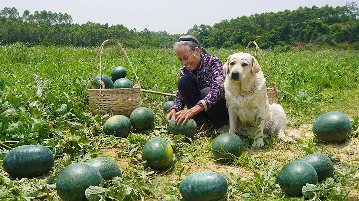 西瓜还能这样吃？摘回80斤吃不完 阿婆做成美味西瓜酱Grandma made watermelon sauce with 80 catties of watermelon ｜广西 美食｜ 玉林阿婆 - 天天要闻