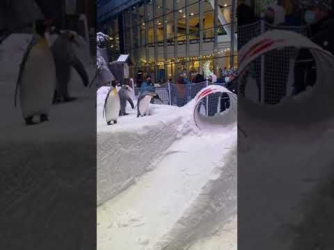 Ski Dubai @ Emerates Mall