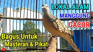 Perkutut Lokal Gacor Suara Kung Besar Pancingan Perkutut Paling Ampuh Agar Cepat Bunyi #perkutut