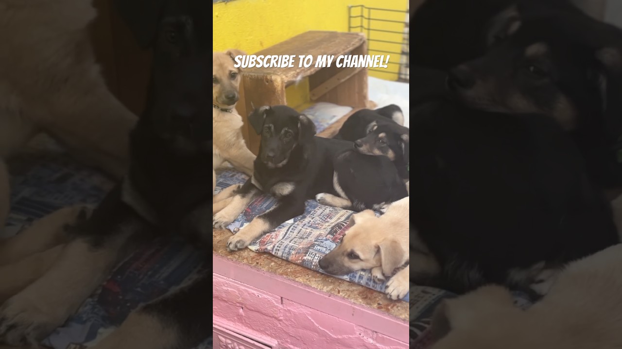 Puppies morning games!❤️❤️❤️ 