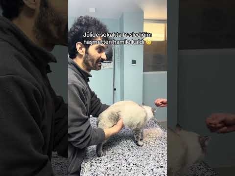 Ben o kadar kediyle nasıl başa çıkacağım🥺