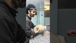 Ben O Kadar Kediyle Nasıl Başa Çıkacağım